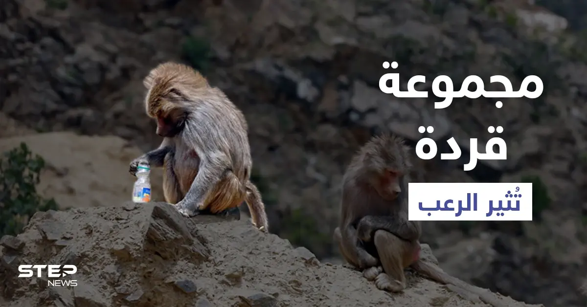 بالفيديو|| مجموعة قردة تثير الرعب في السعودية خلال عبثها وبحثها عن الطعام في مناطق مأهولة بالسكان: إثارة الرعب