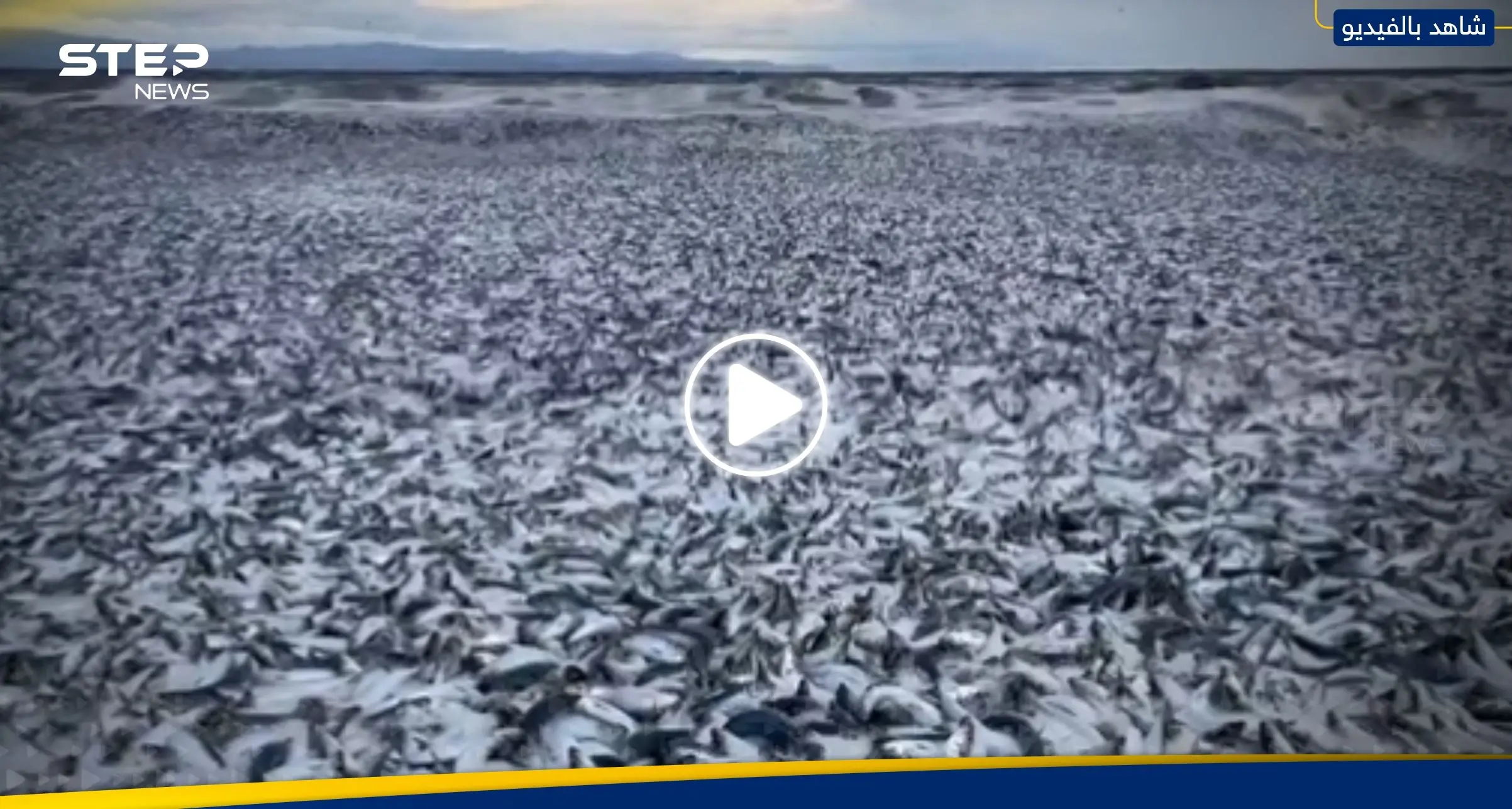 "بمشهد رهيب".. أعداد هائلة من الأسماك النافقة تطفو على طول ساحل شمال اليابان (فيديو): اليابان