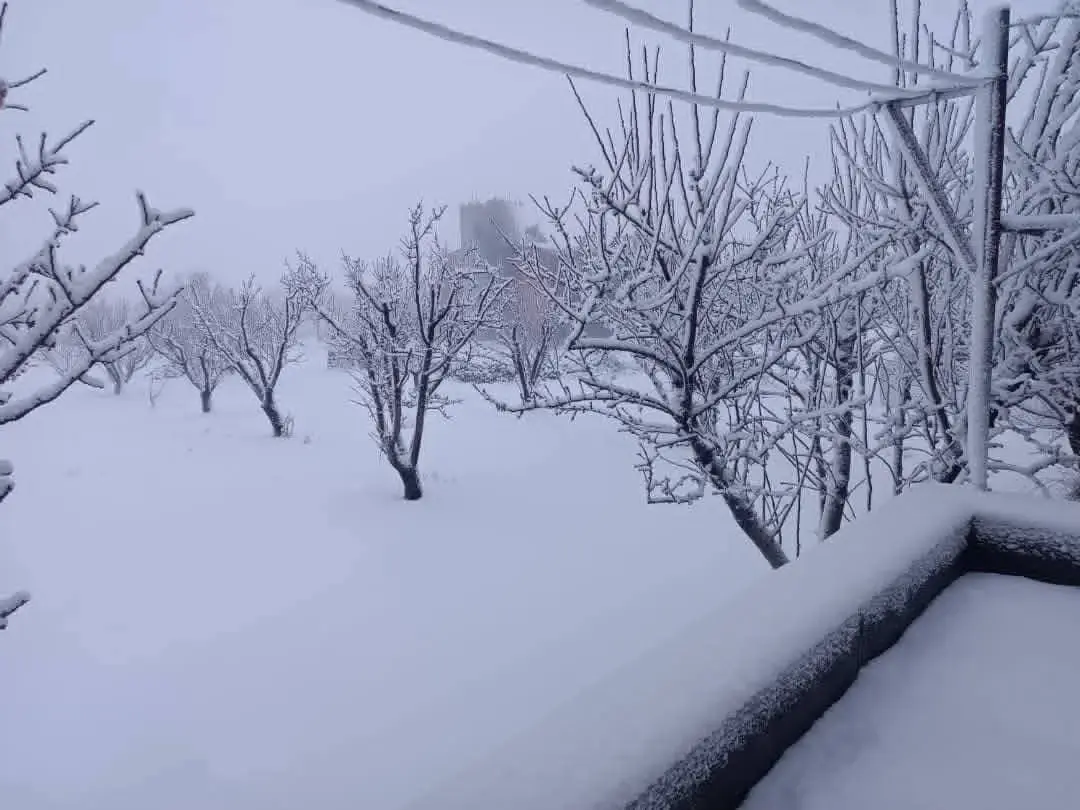 السويداء صلخد - عدسة الجمهور - وكالة ستيب نيوز