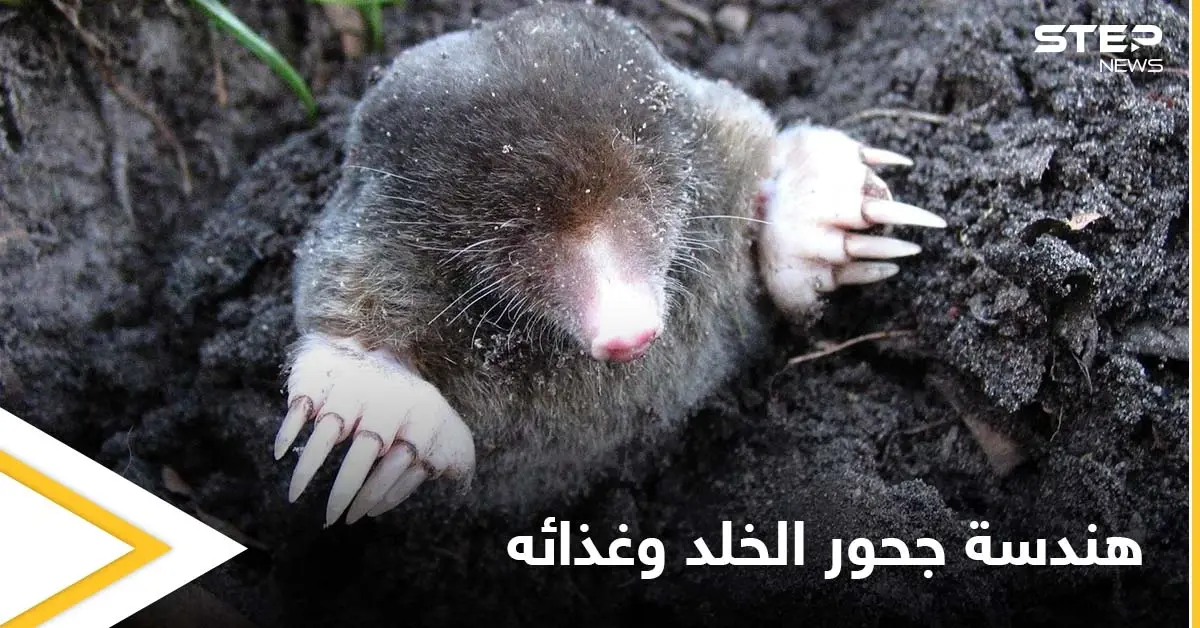 يتبع هندسة منظمة لجحوره ويقسمها إلى غرف عدة.. حياة الخلد السرية تحت الأرض وحقيقة نظامه الغذائي الذي لا يحتوي النباتات: ماذا يأكل الخلد