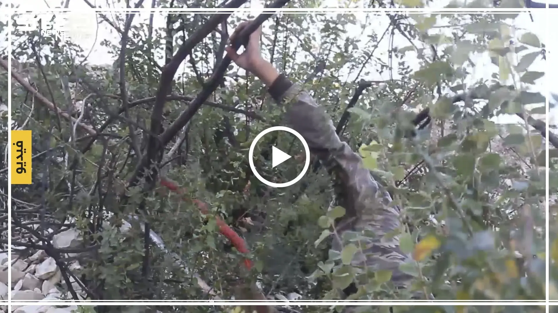 بالفيديو|| بأعوامه الـ13.. طفل سوري يعيل عائلتين من جمع الحطب!: شديدة البرودة