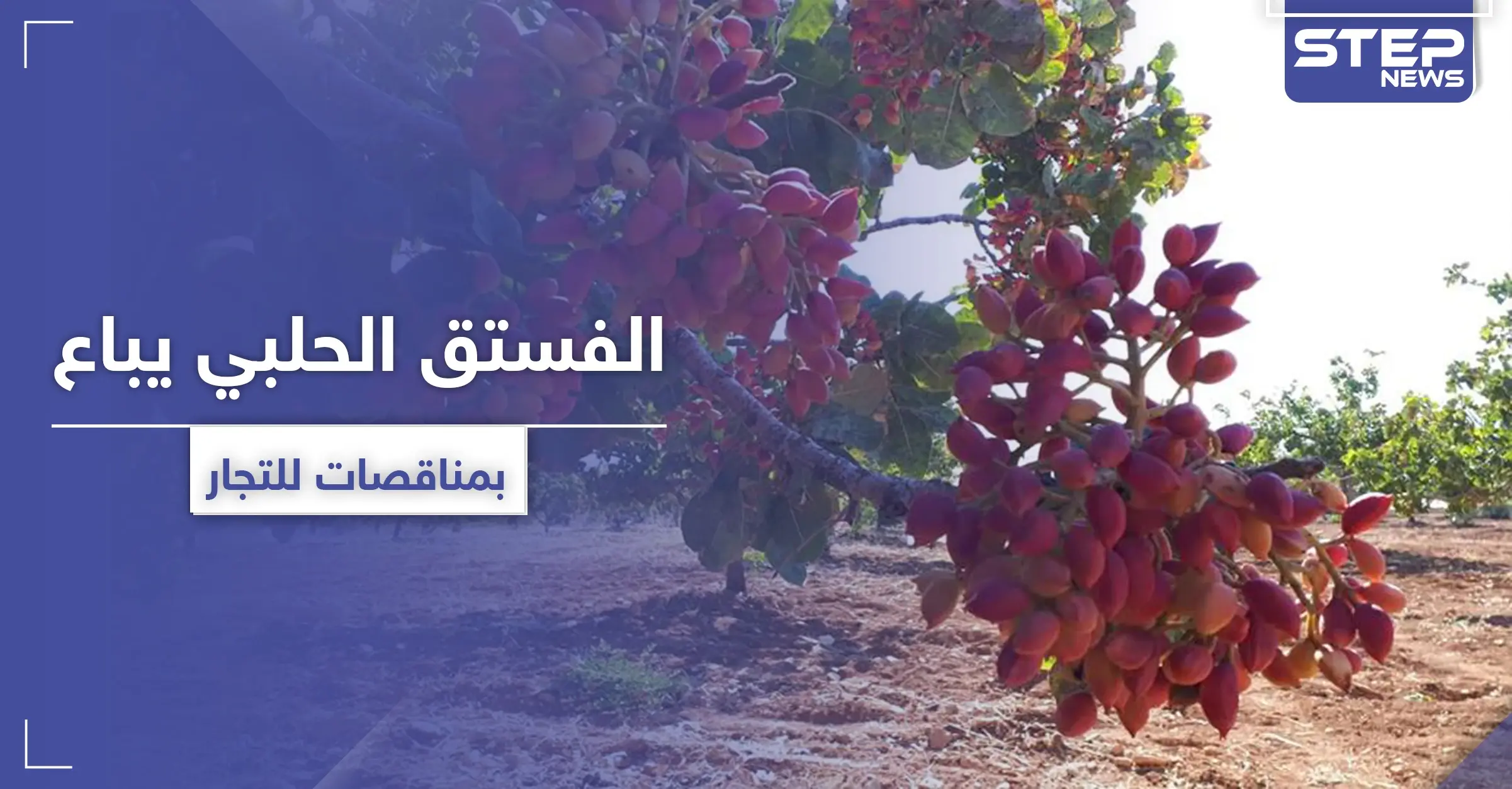 الفستق الحلبي بريفي حماة وإدلب يباع بمناقصات للتجار.. وأصحابه يأكلهم الفقر بالمخيمات: الحدود التركية