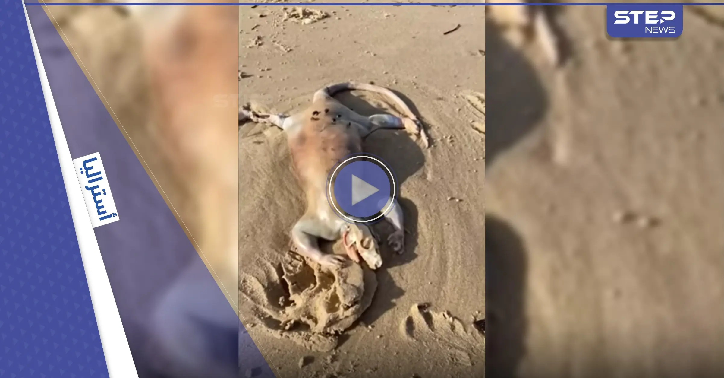 بالفيديو|| يشبه الديناصور.. شاب أسترالي يعثر على كائن غريب على شاطئ البحر وصفه بـ"الفضائي": كائن غريب