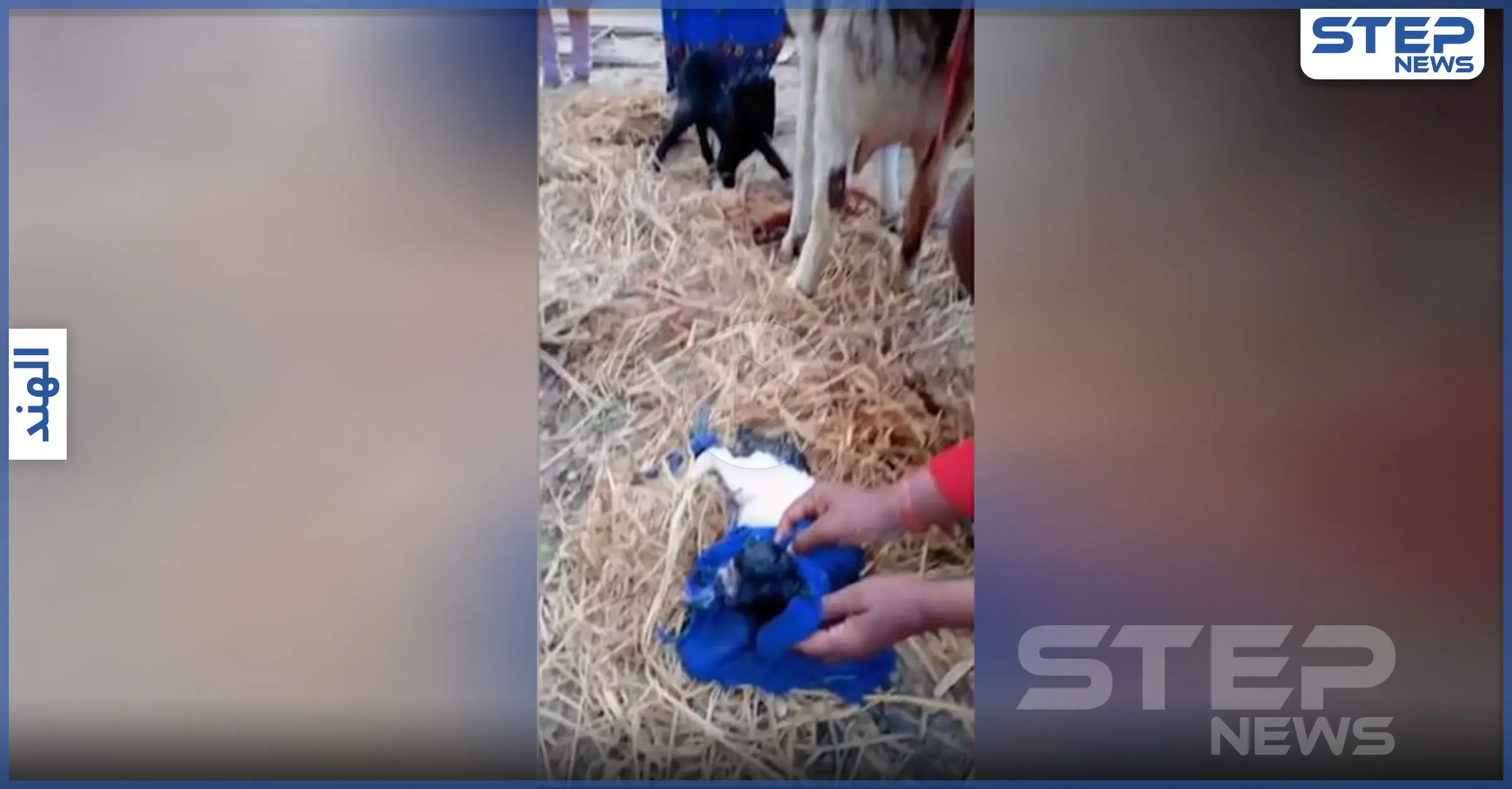 بالفيديو|| ولادة مخلوق غريب في الهند والناس تجتمع حوله "لعبادته": مخلوق غريب