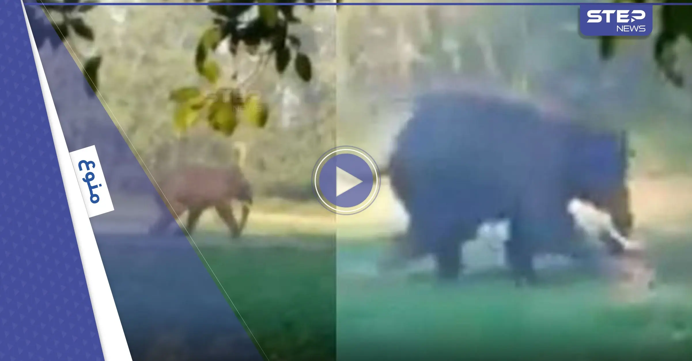 بالفيديو|| فيل بري غاضب يلاحق رجل وسط الحقول ويعتدي عليه بوحشية مثيراً ذعر سكان المنطقة الذين وثقوا الحادثة: فيل قاتل