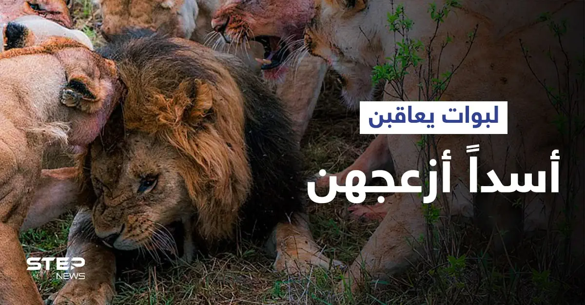 شاهد|| لبوات غاضبات يهاجمن أسداً بطريقة شرسة ويفقدْنَه "خصيته" بحادثة نادرة للغاية: افتراس