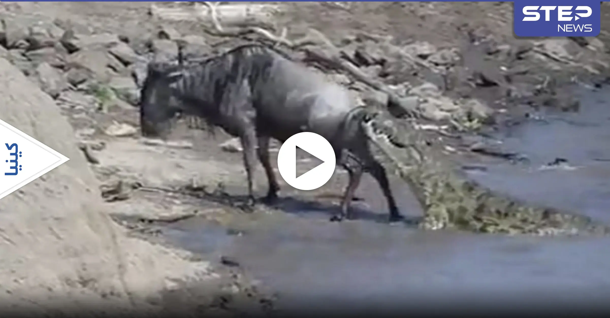 بالفيديو|| لحظة مذهلة لهرب حيوان بري من فكي تمساح قضمه من الخلف: تمساح