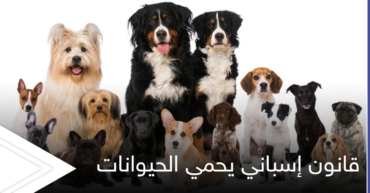 قانون إسباني لـ حماية الحيوانات وضمان الحضانة لها يضع شروطاً قاسية في حال طلاق أصحابها "ملزمان برعايتها": الطلاق