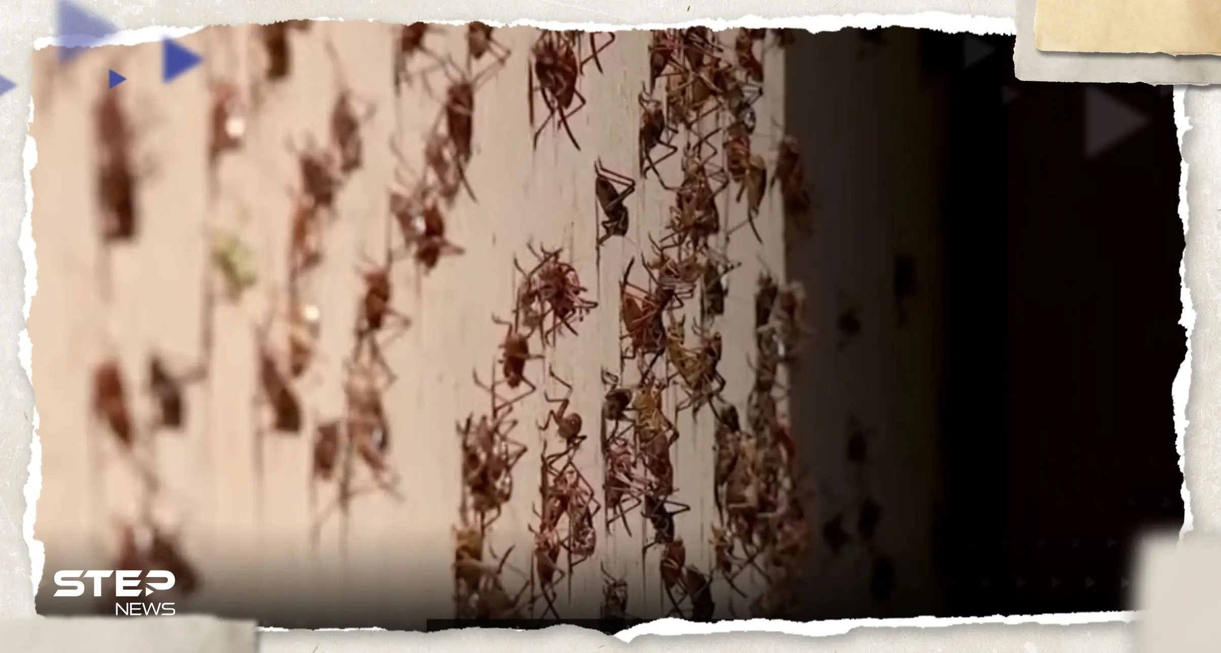 بالفيديو|| أسراب من الصراصير تغزو ولاية أمريكية.. وعلماء يكشفون السر : الصراصير