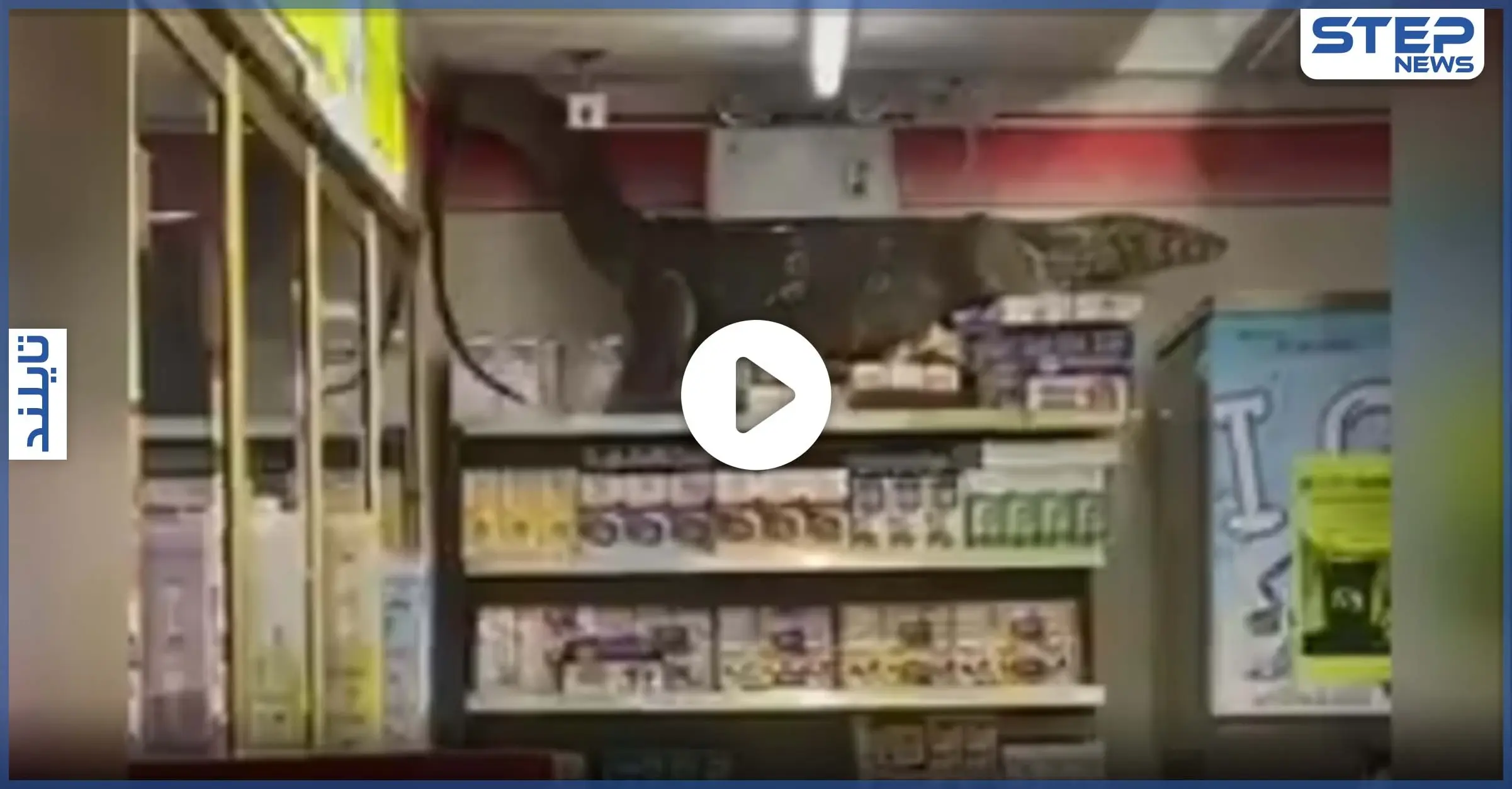 بالفيديو|| سحلية مرعبة بطول مترين تقتحم بقالة في تايلند وتتسلق الرفوف وتستقر في الأعلى: عالم الحيوان