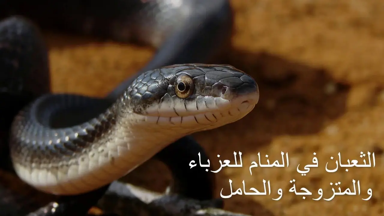 تفسير حلم الثعبان في المنام لابن سيرين ... احذر منه: الثعبان في المنام