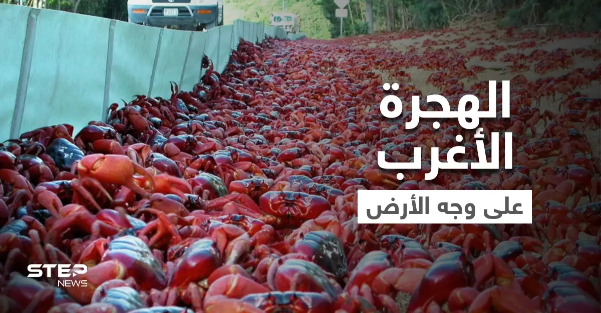 شاهد|| بأغرب هجرة غامضة على وجه الأرض.. ملايين "مصاصي الدماء" يجتاحون شوارع أستراليا ويحتلون أرصفتها ويرعبون سياحها (فيديو): السرطان