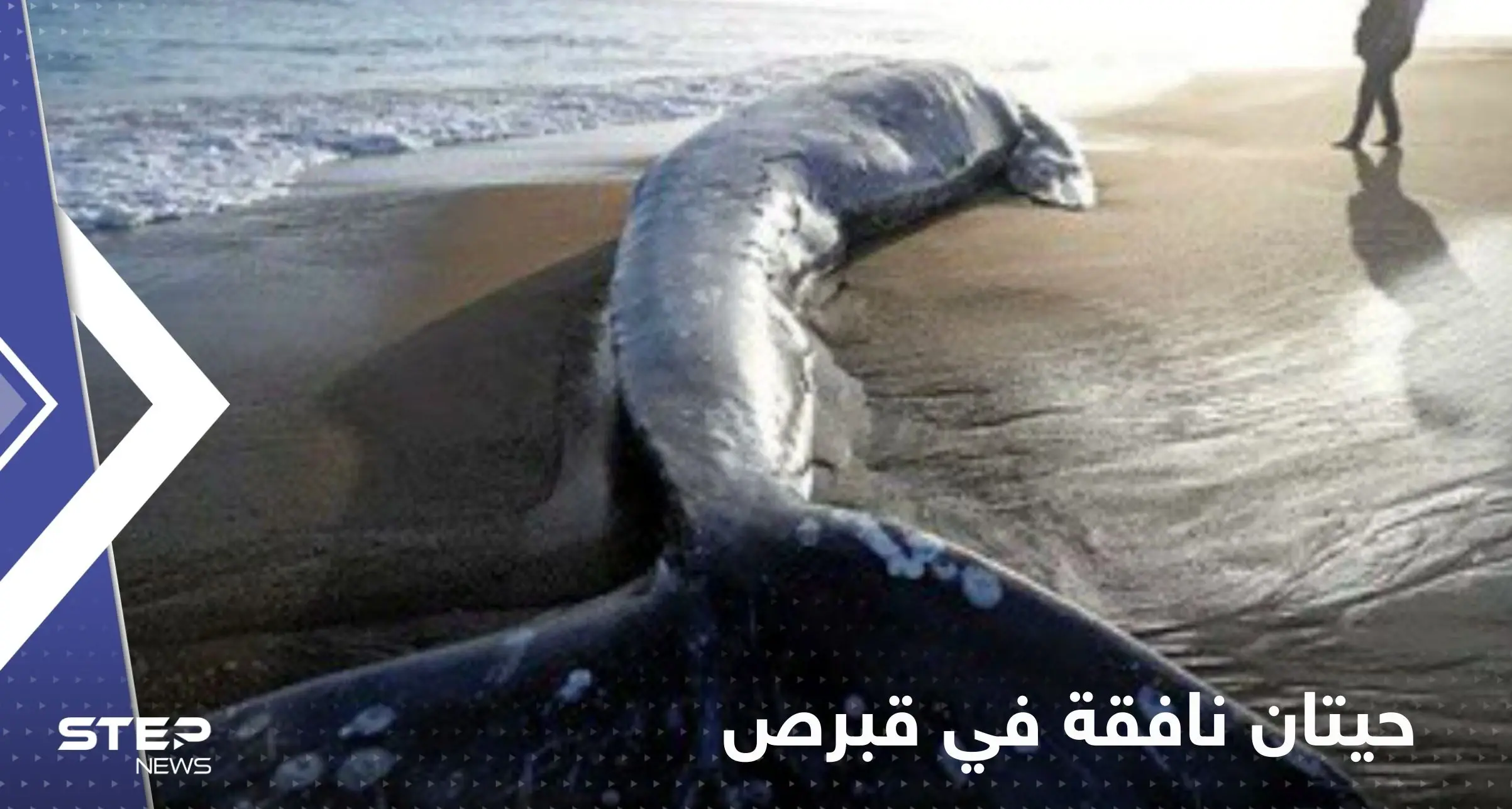 "لغز" مرتبط بالزلزال الكبير.. حيتان نافقة على شواطئ قبرص: زلزال الكبير