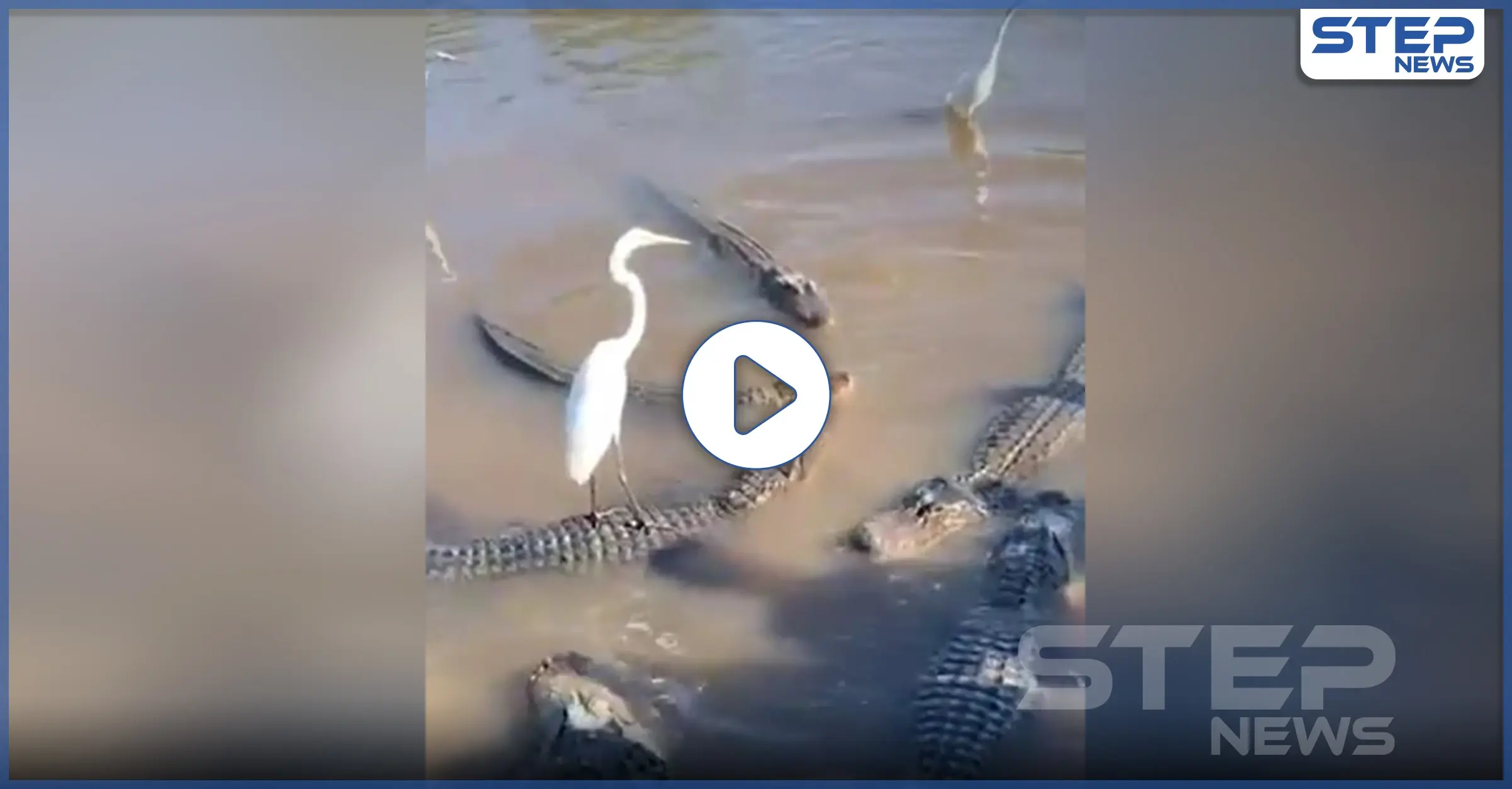 بالفيديو|| ليس الجدي وحده يلعب بعقل التيس .. فـ طائر الزرقي بات يقود تمساحاً!: تمساح