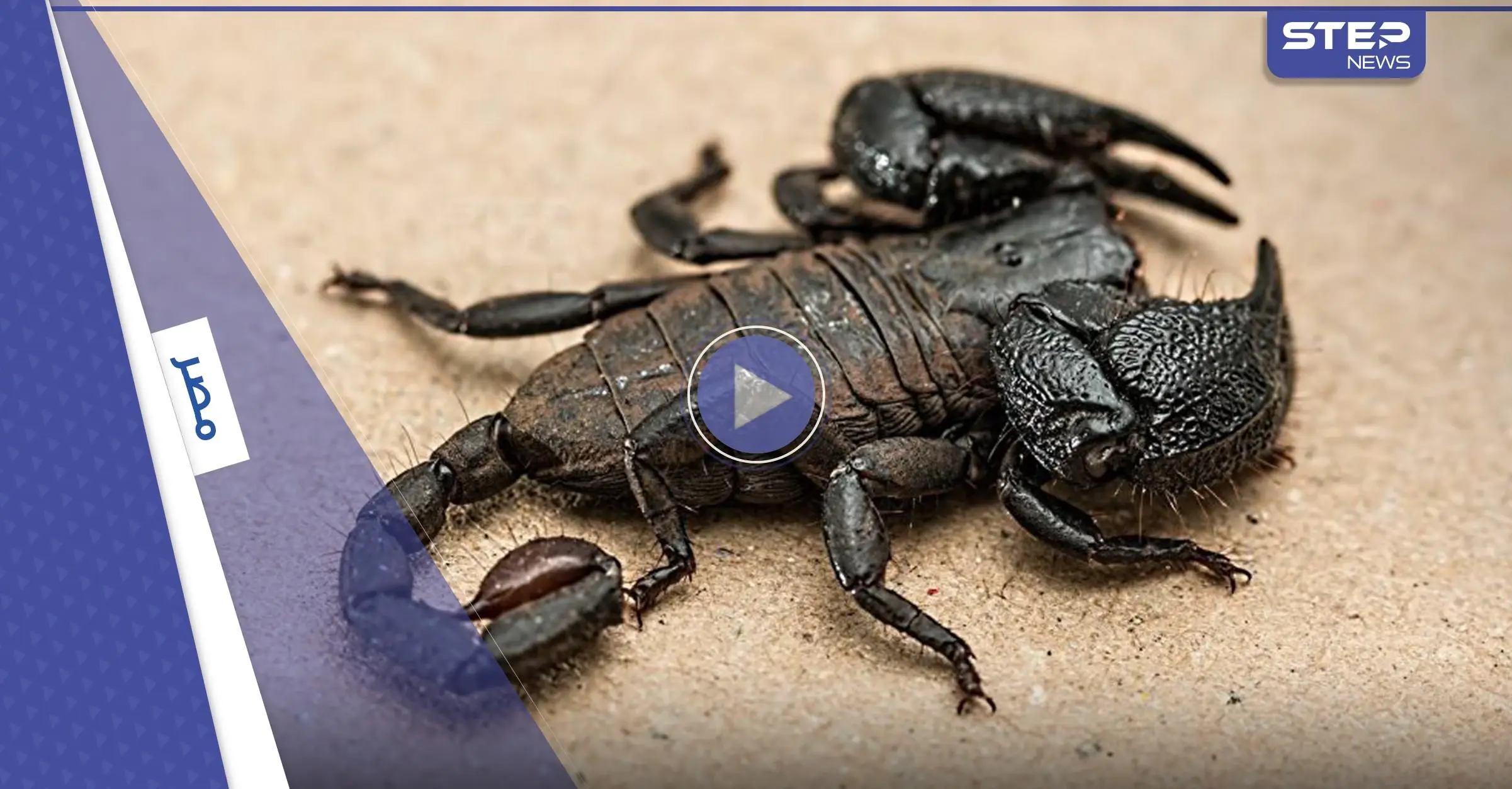 شاهد|| مصر تشهد خروج العقرب الأكثر فتكاً على وجه على الأرض والذي تجاوز سعر سمه 39 مليون دولار (فيديو وصور): الجيزة