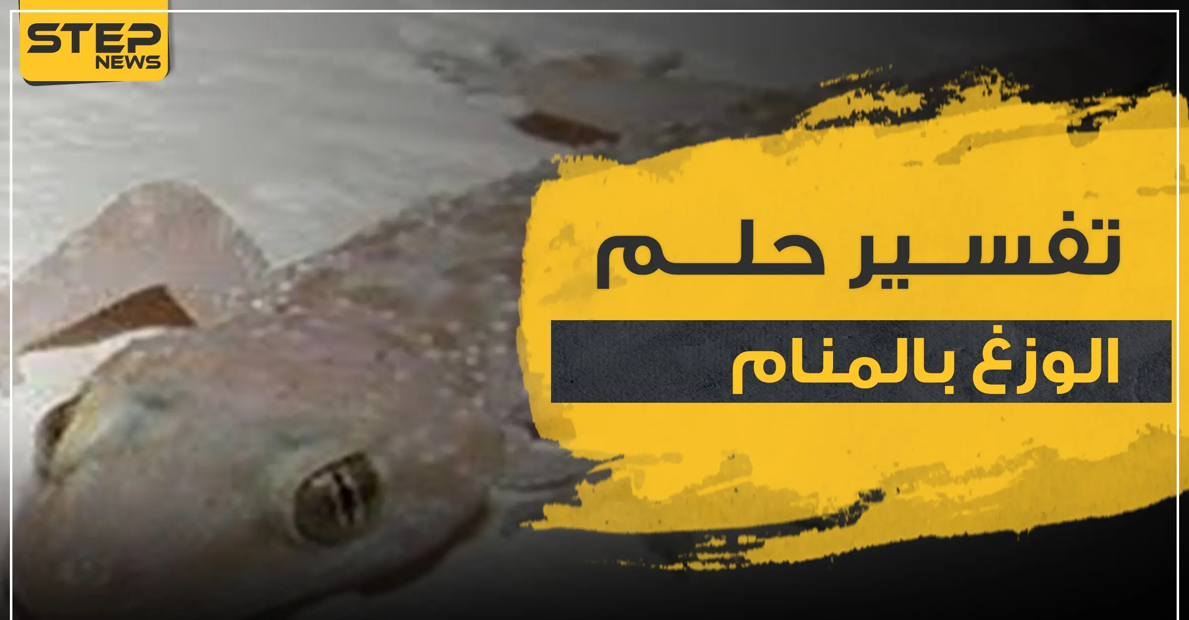 تفسير حلم الوزغ في المنام بجميع دلالاته وحسب ألونه: تفسير ابن سيرين