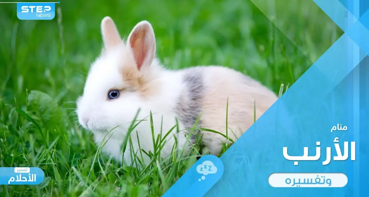 رؤية الأرنب في المنام باختلاف ألوانه وأحوال رؤيته ودلالة ذلك في الواقع: إطعام الأرنب في المنام
