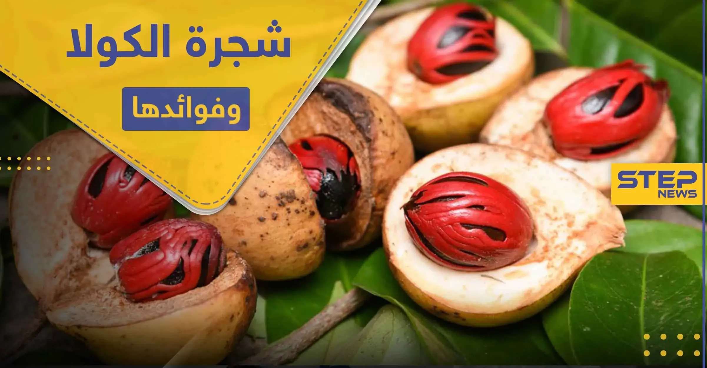 شجرة الكولا المعمرة .. وفوائدها الصحية والعلاجية: الشعر