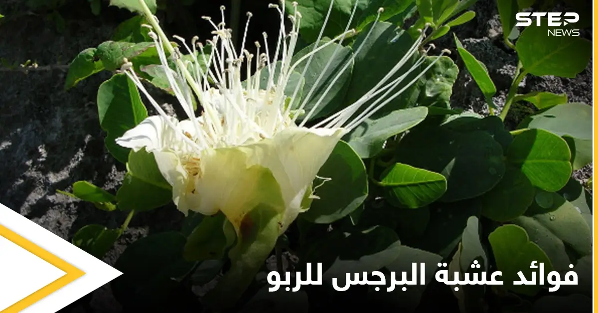 حقيقة فوائد عشبة البرجس للربو ومحاذير استخدامها: ضيق التنفس