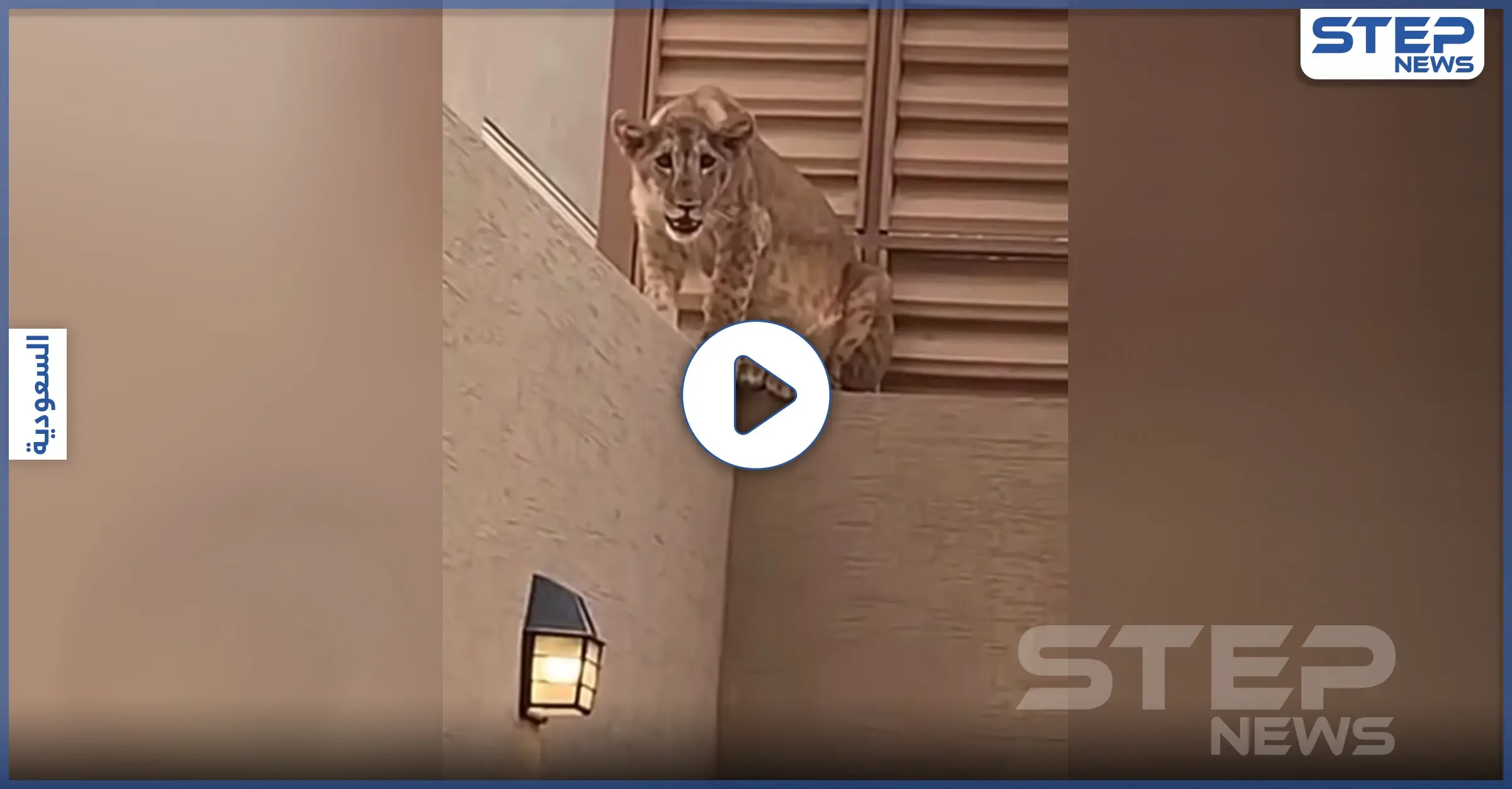 بالفيديو|| مفاجئة غريبة.. أسد في منزل عائلة سعودية على بعد أمتار من "أضحيتهم" وهكذا ردت السلطات: شرفة منزل