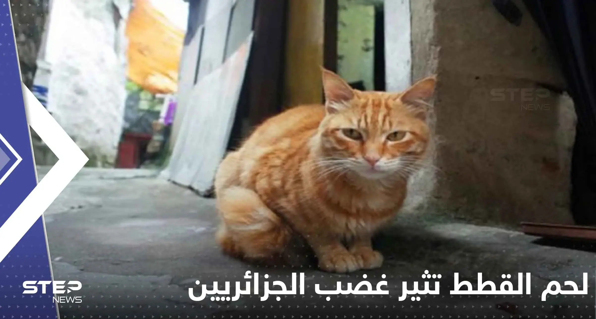 غضب جزائري على وسائل التواصل بعد بيع جزارين لحم القطط على أنها أرانب!: بيع جزارين لحم القطط على أنها أرانب