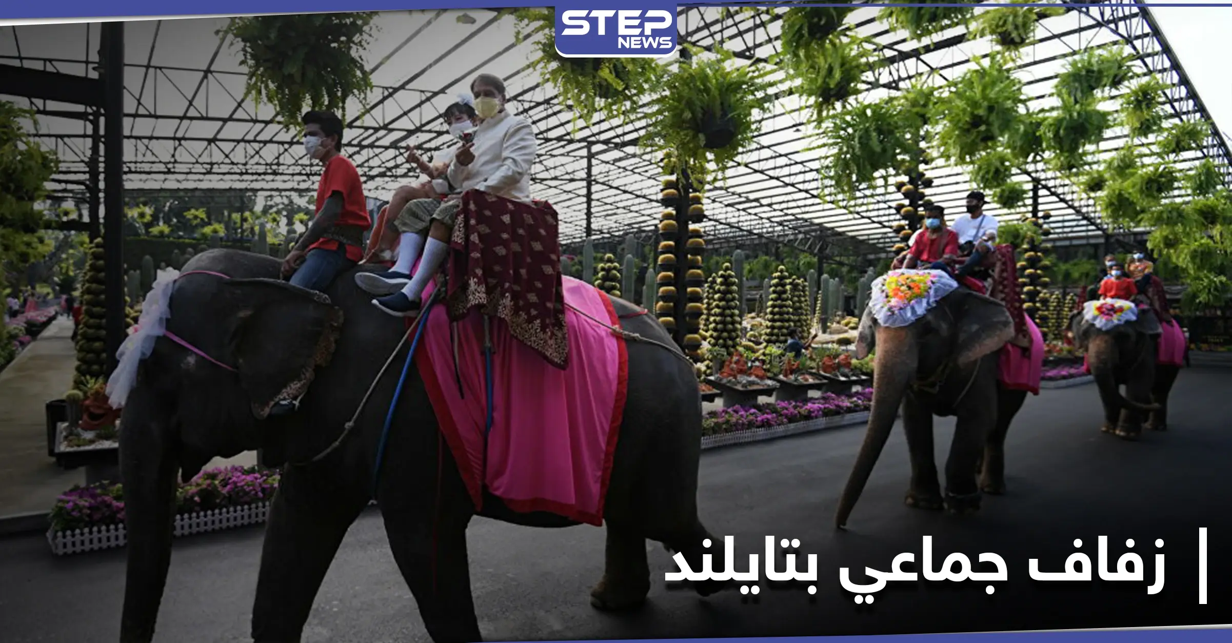 بالصور|| في يوم عيد الحب... زفاف جماعي على ظهور الأفيال في حديقة استوائية بتايلاند: عيد الحب