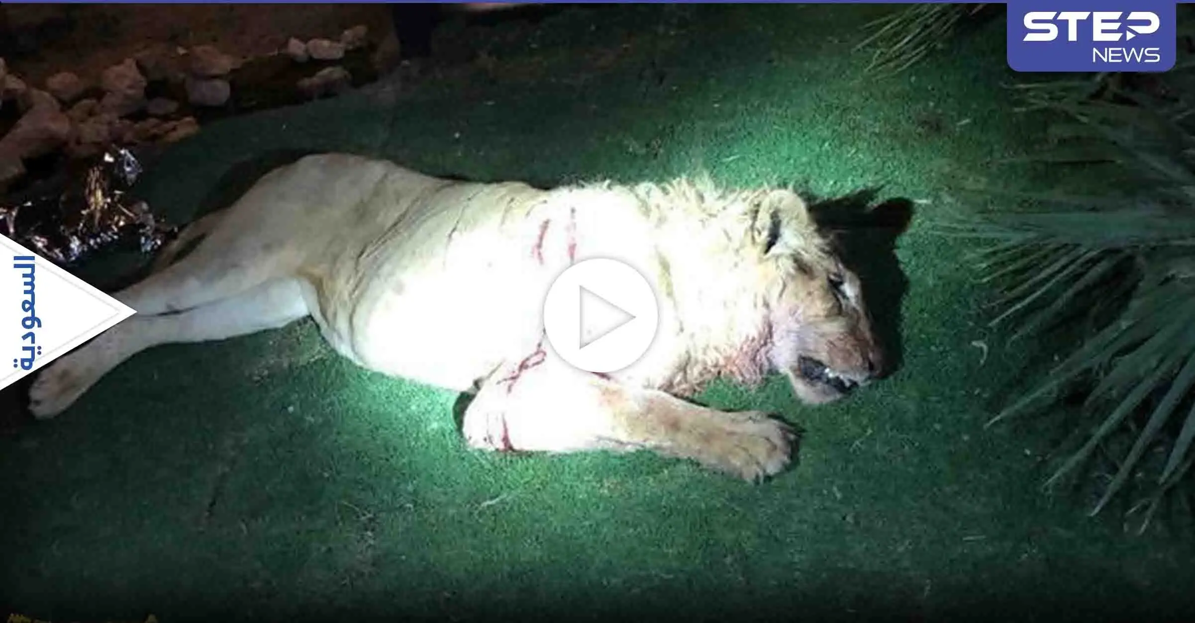 هاشتاغ "أسد يقتل شاب" يتصدر الترند في السعودية.. بعد قيام المفترس بإنهاء حياة صاحبه (فيديو): أسد