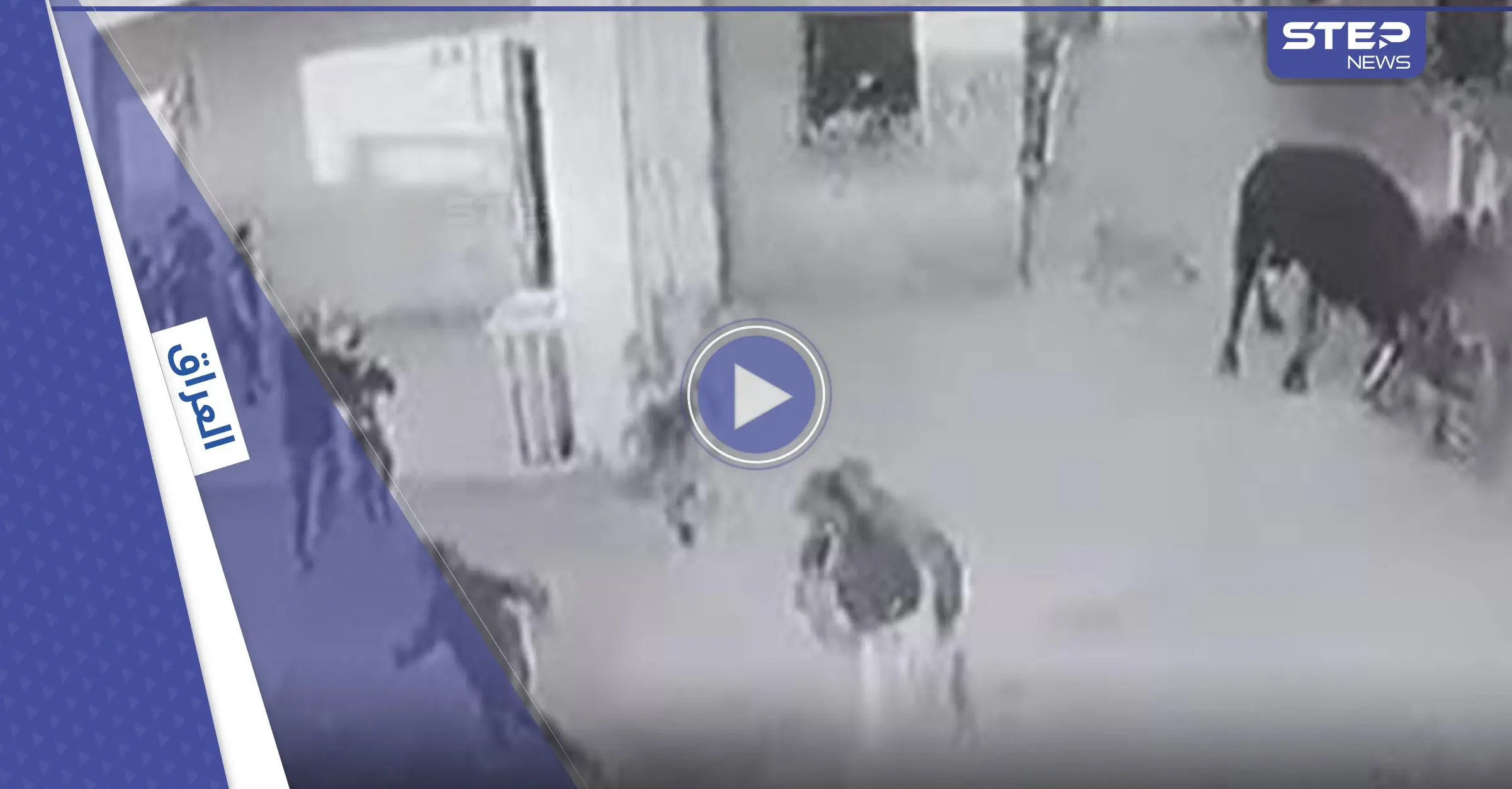 بالفيديو|| غضب في العراق بعد اقتحام ثور هائج لمدرسة ابتدائية في البصرة وتسببه بإصابات بين الطلاب: البصرة