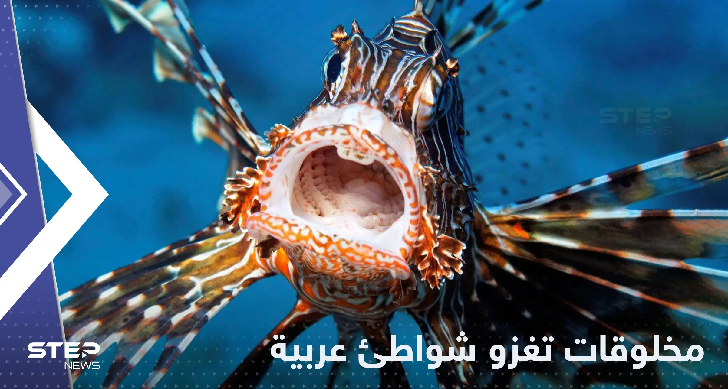 "بعضها خطير".. مخلوقات بحرية غريبة تغزو شواطئ دولة عربية: دولة عربية