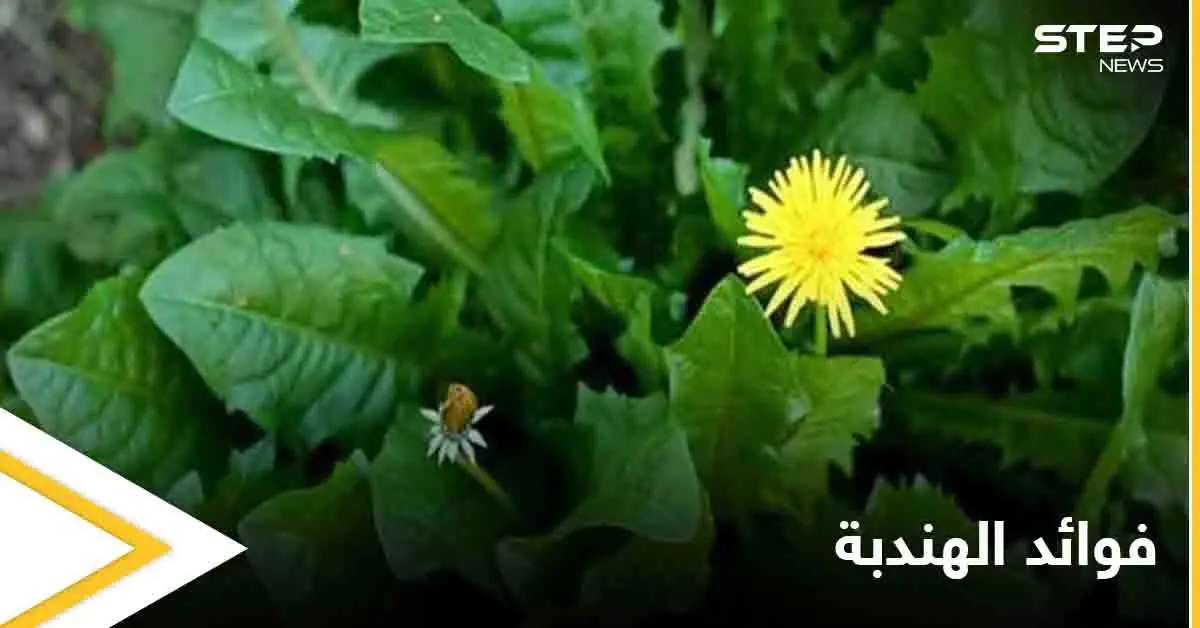 من الصحة إلى الجمال.. تعرف على فوائد الهندبة العديدة: فوائد