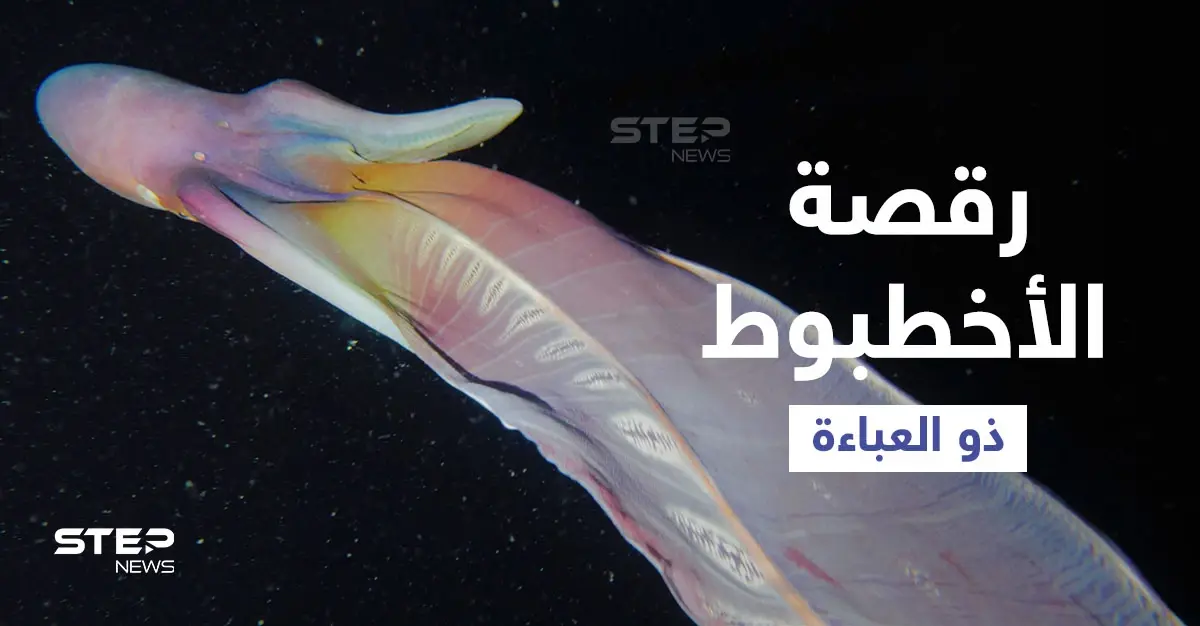 بالفيديو|| مشاهد نادرة لأنثى الأخطبوط ذو العباءة ترقص تحت الماء بشكل غريب لمراوغة المخلوقات المفترسة: البحر