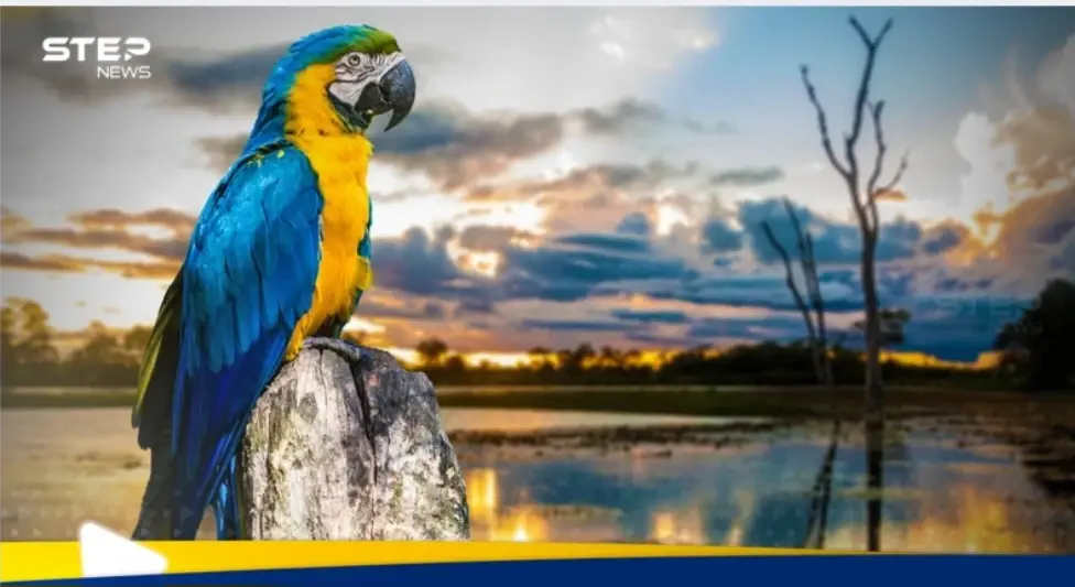 شروط الحصول على الجنسية البرازيلية وطريقة التقديم: البرازيل