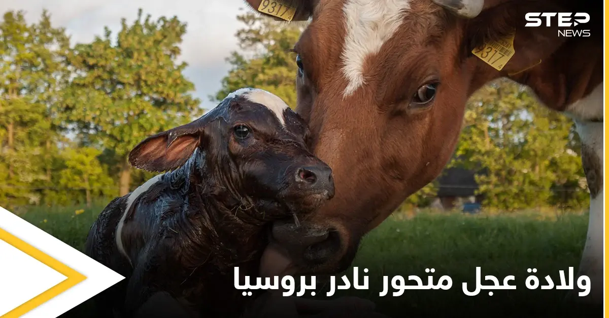 شاهد|| ولادة عجل متحور نادر في روسيا.. له رأسين وجسم خنزير: منوع