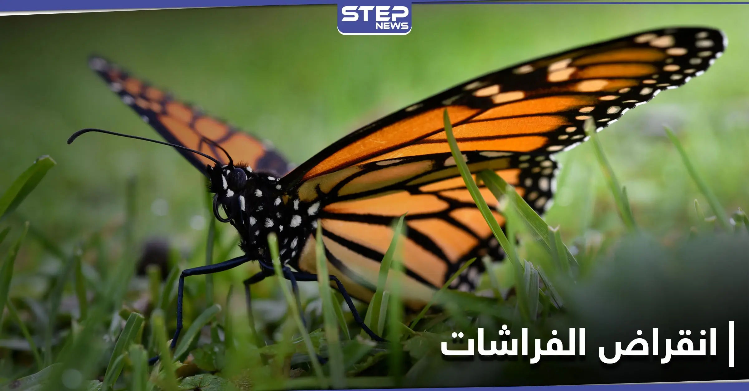 لن تعرف الأجيال القادمة الفراشات.. دراسة علمية تكشف سبب انخفاض أعدادها المتسارع: ارتفاع درجة الحرارة