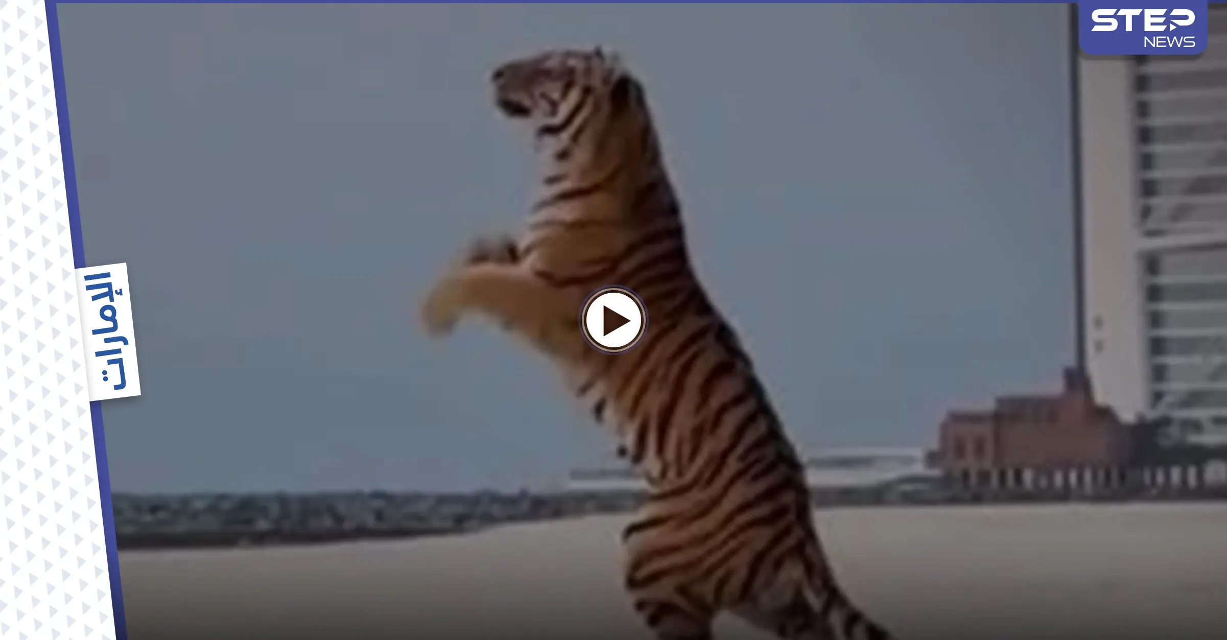 بالفيديو|| نمر بري يشارك في حفل الكشف عن جنس المولود في دبي ويثير الجدل: نمر