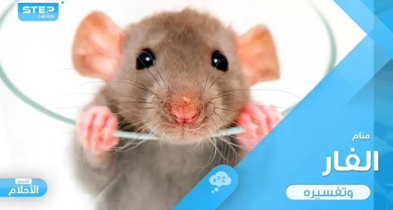 رؤية الفأر في المنام ذو اللون الأبيض والأسود باختلاف أحو ودلالته عند المعبرين: الفأر في المنام ذو اللون الأبيض