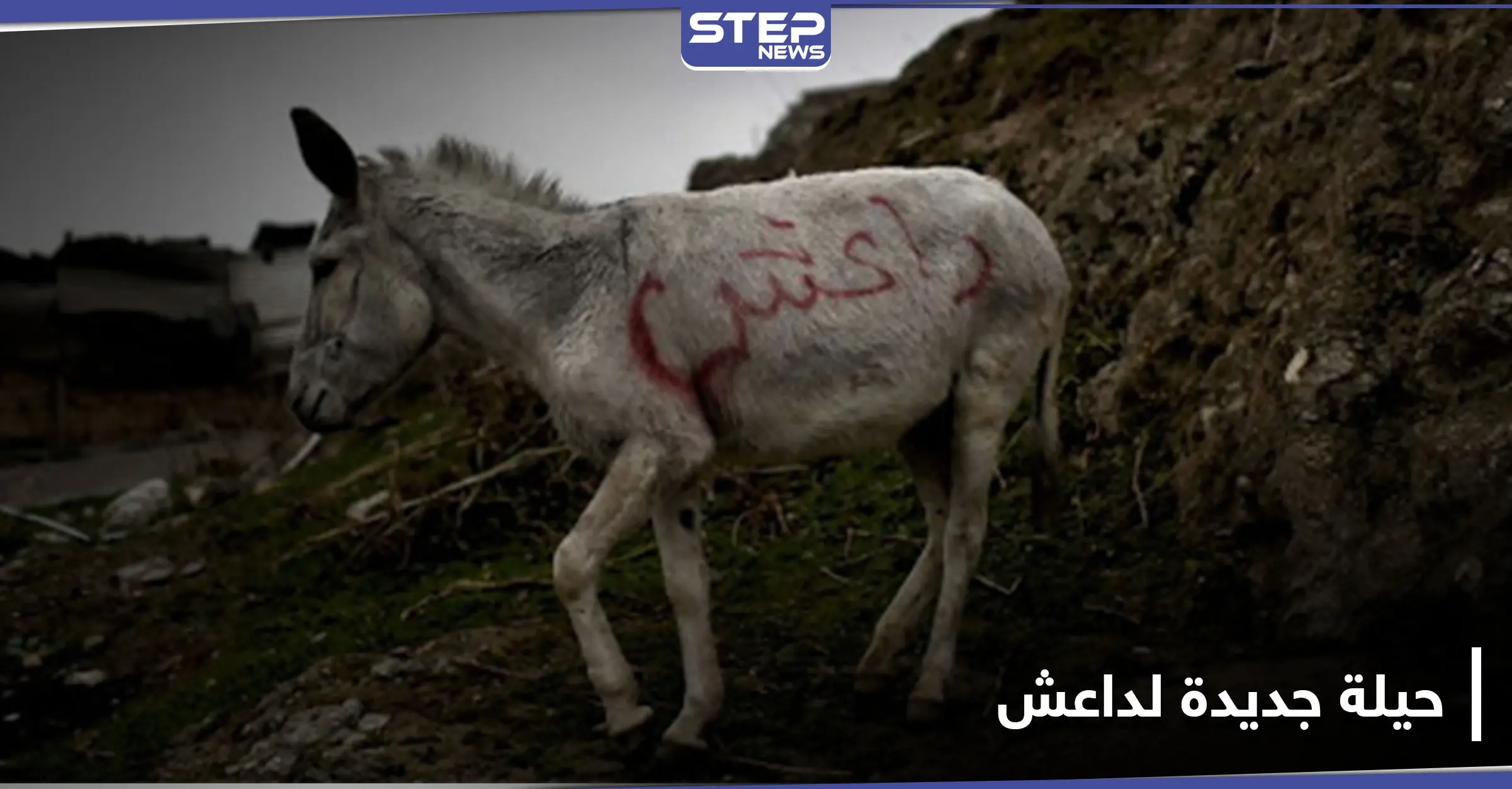 بالحمار المفخخ.. حيلة جديدة يتبعها داعش في عملياته: بحيرة تشاد