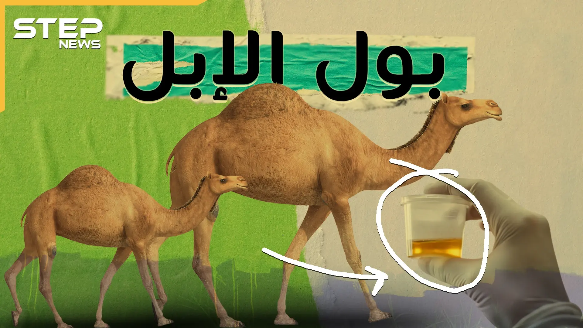 بول البعير ..اتفاق بين سنة وشيعة وتزكية من ابن سينا..ماذا تفعل رشفة من هذا البول!؟: البول