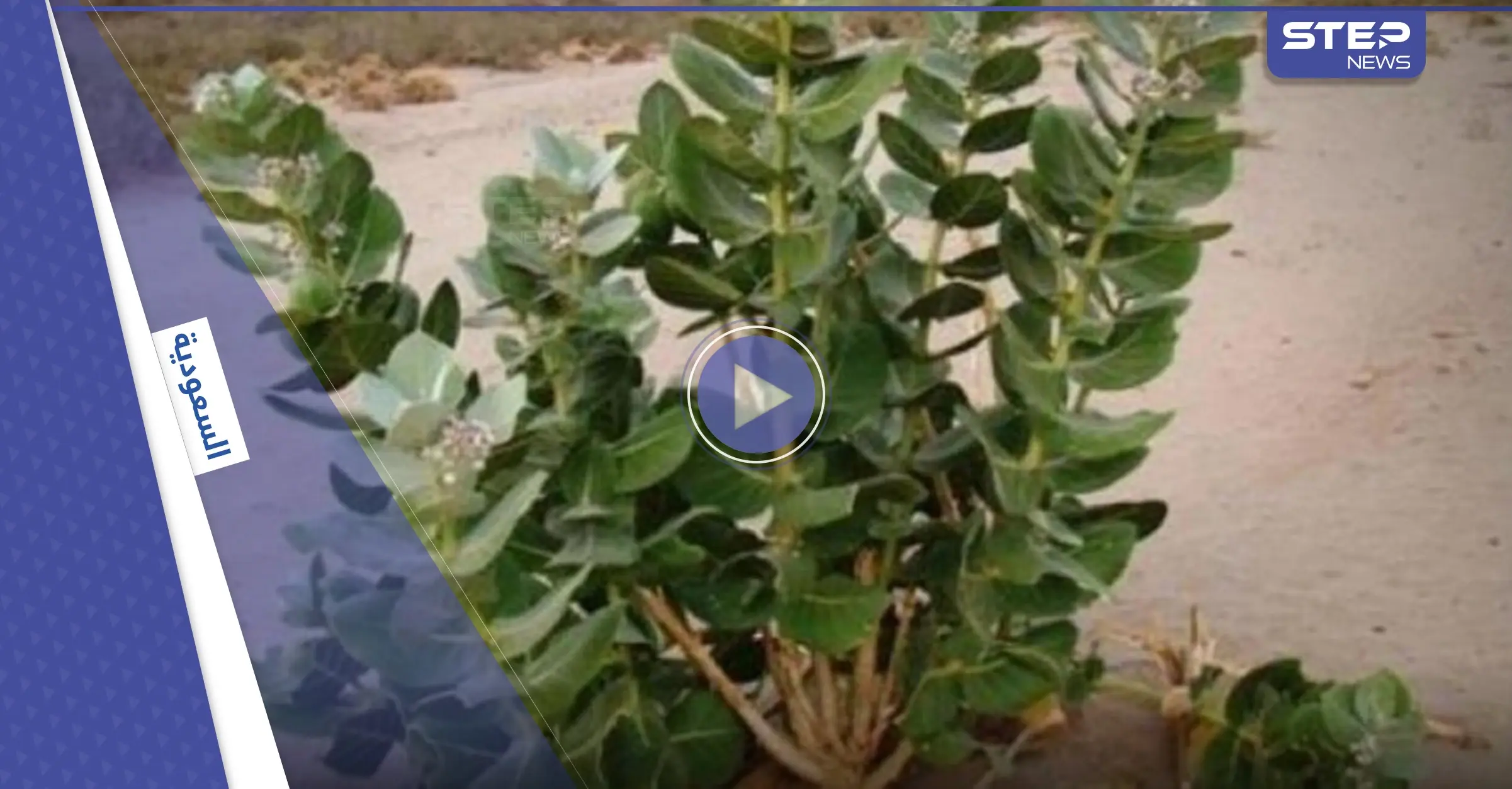 بالفيديو|| شجرة خطيرة في السعودية تصيب كل من يقترب منها بالعمى.. وطبيب يكشف مخاطرها ويحذر: بالفيديو الخليج العربي