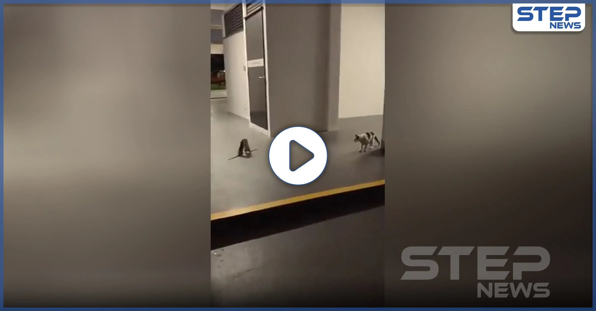 بالفيديو || معركة حاسمة بين فأرين بجانب قطة.. شاهد ماذا فعلت: قطة