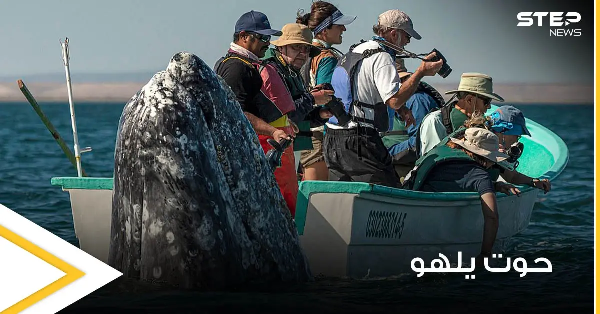 بالصور|| حوت ضخم يمرح مع مجموعة مراقبين ويظهر خلفهم وهم يبحثون عنه بالاتجاه المعاكس: - افضل ماركات المكياج الثابت