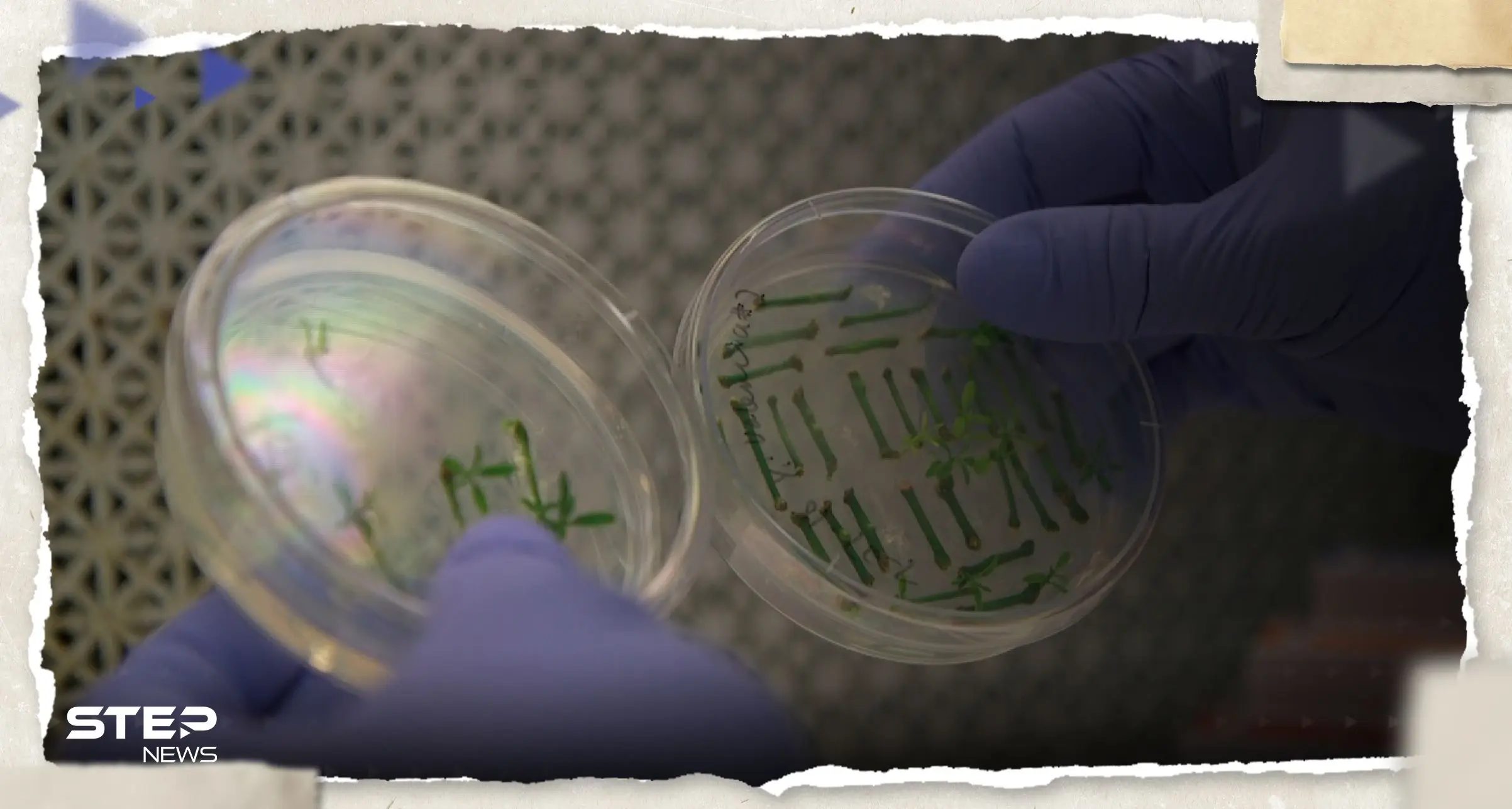 "دون بويضات أو حيوانات منوية".. علماء ينجحون في إنشاء أول نموذج شبيه بالأجنة البشرية (فيديو): نموذج أجنة