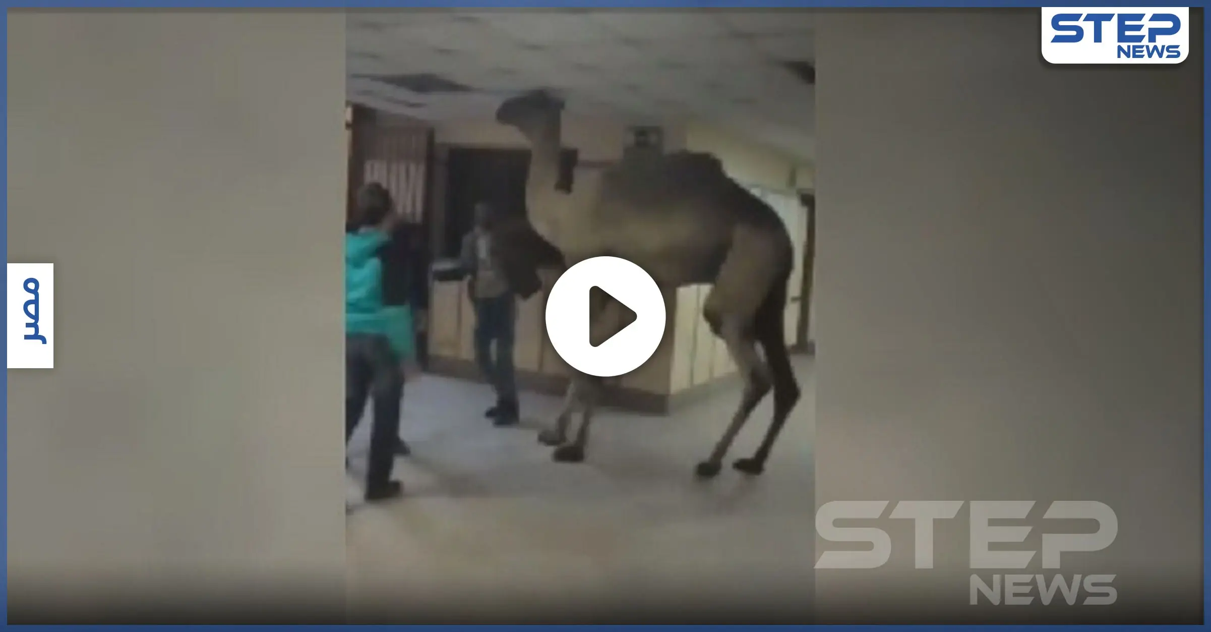 بالفيديو|| اقتحام جمل لمستشفى في مصر يثير ضجة.. والذبح لثورٍ هائج حطم السيارات بشوارع السعودية: حظر التجول