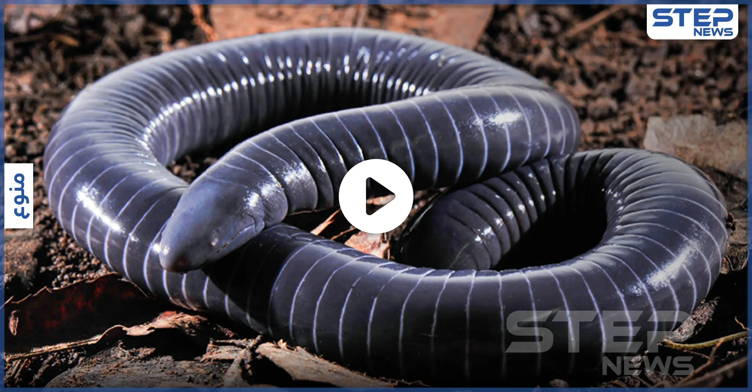 بالفيديو|| اكتشاف أول حيوان برمائي بأسنان سامة يشبه الأفاعي والديدان وليس منهما: أفريقيا