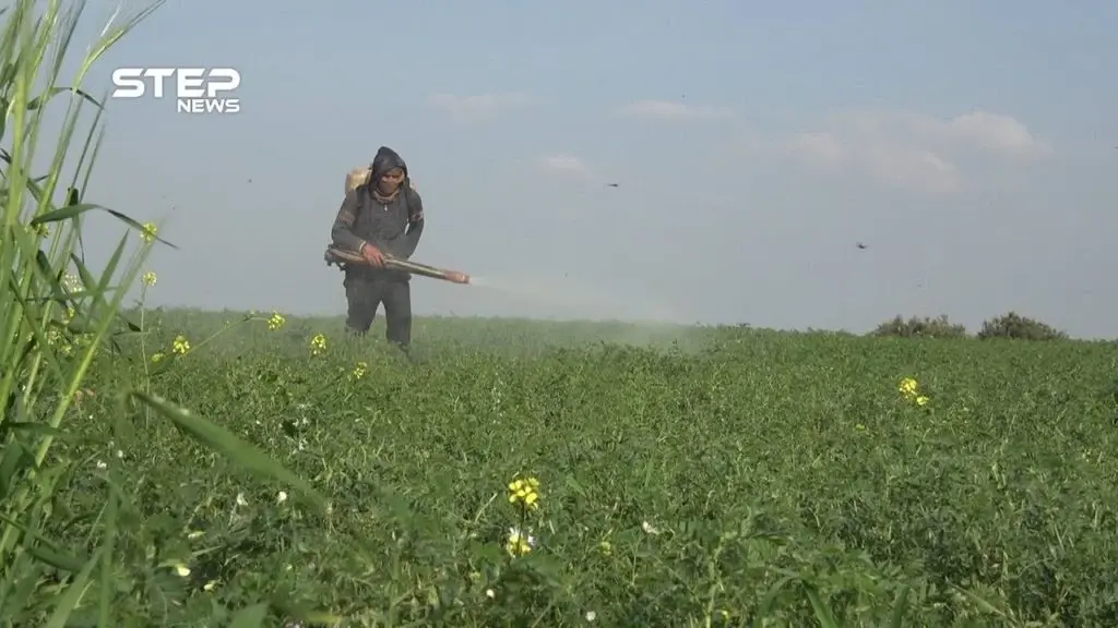 سوء الأحوال الجوية تتسبب بأمراض كارثية في الزراعات البعلية بريف حماة: التقارير المصورة