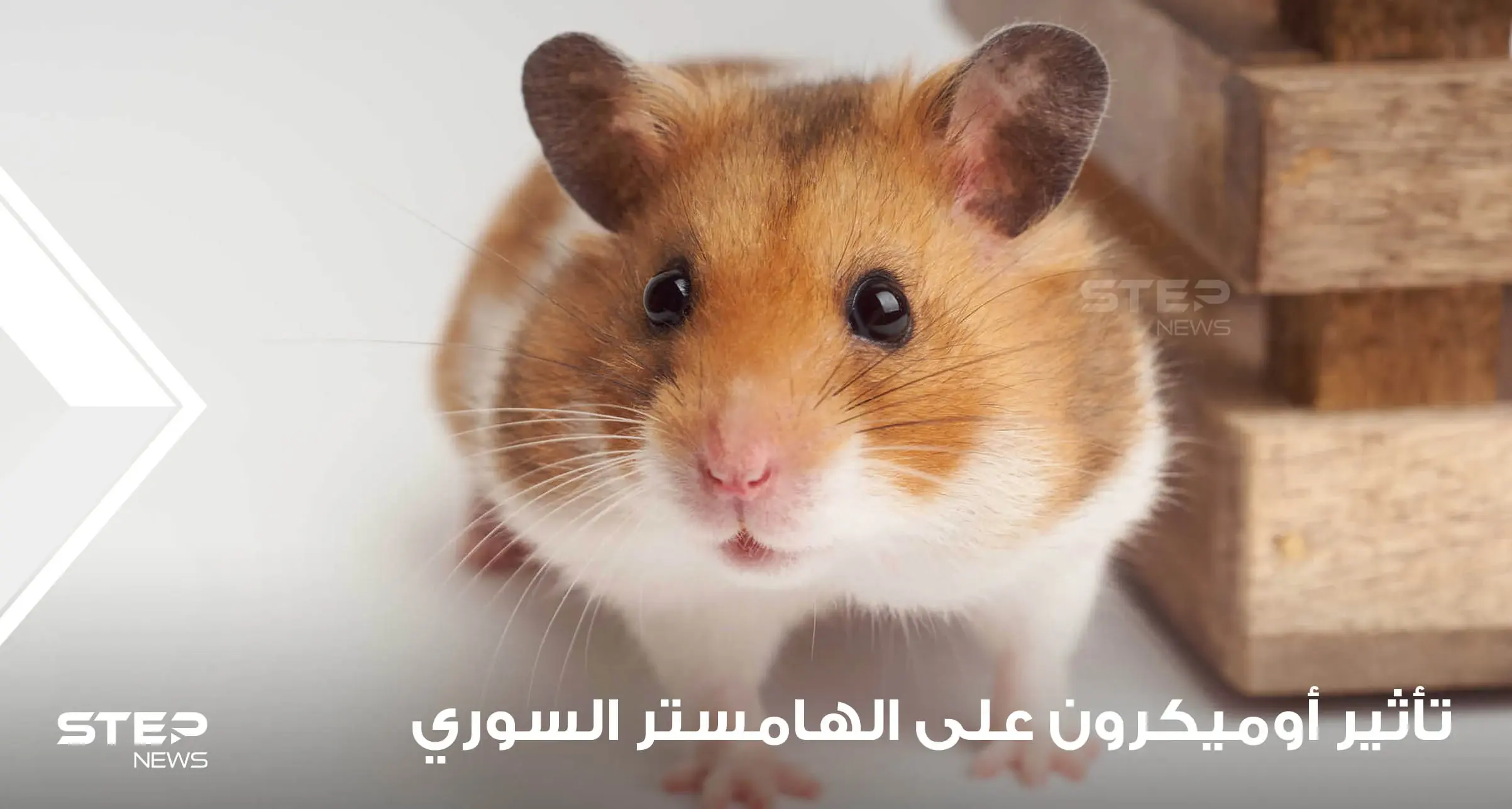دراسة حديثة تكشف تأثير أوميكرون على الهامستر السوري.. وعلماء يبدون دهشتهم: جائحة كورونا