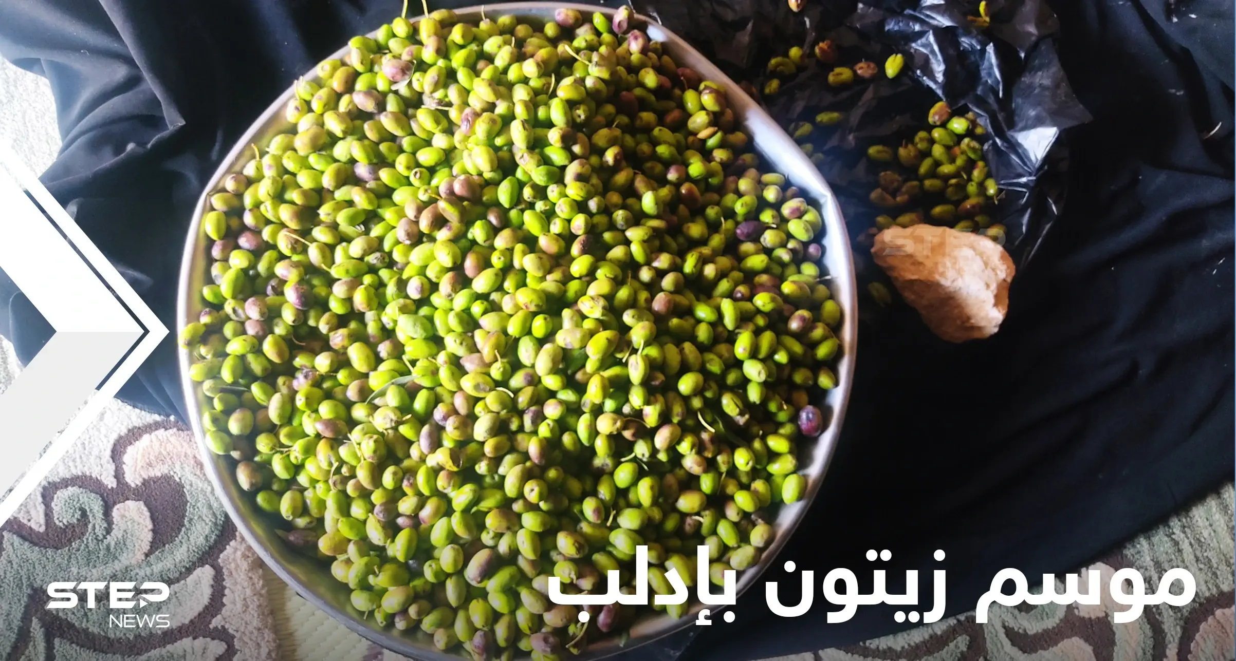 موسم زيتون إدلب.. ارتفاع خيالي في الأسعار لأسباب عدة يكشف عنها المزارعون (شاهد): ريف إدلب