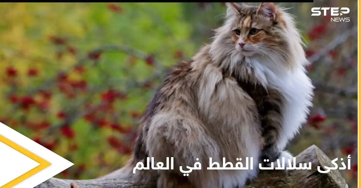 شاهد|| أذكى سلالات القطط في العالم وأندرها وأهم المواصفات التي تميزها: أذكى القطط