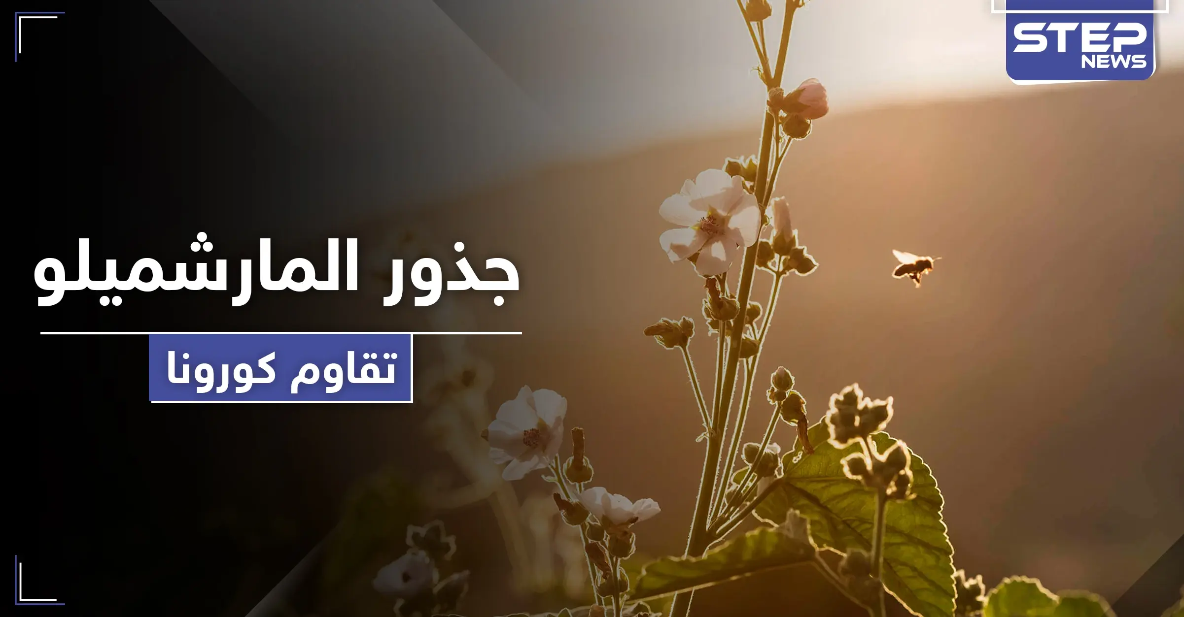 عشبة جذور المارشميلو تخفف من الأعراض الخطرة لفيروس كورونا.. تعرف إليها: طريقة