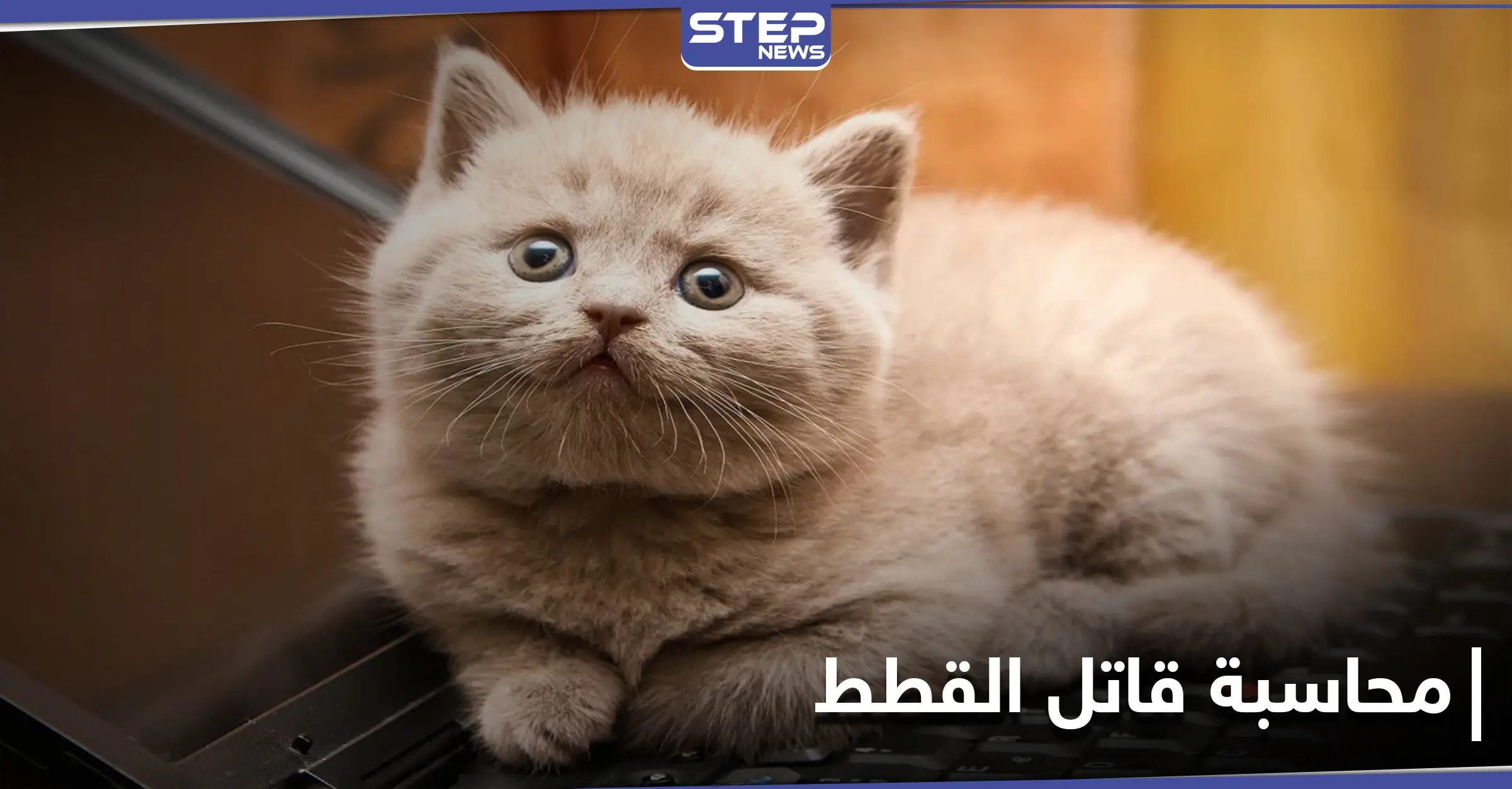 غضب في الكويت بعد قتل قطتين صغيرتين بطريقة مستفزة على يد مواطن ومطالبات بمحاسبته: قطة